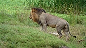 ID: 209: Tembe Elephant Park / Kwangwanase / 31.03.2023