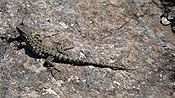 ID: 209: Drakensberge / Phuthaditjhaba / 05.04.2023