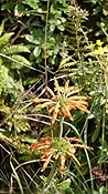 ID: 209: Drakensberge / Phuthaditjhaba / 05.04.2023