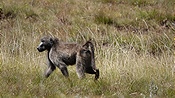 ID: 209: Golden Gate Nationalpark / Dihlabeng / 06.04.2023