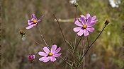 ID: 209: Cosmosblumen / Clarens / 06.04.2023