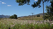 ID: 209: Cosmosblumen / Clarens / 06.04.2023