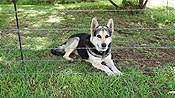 ID: 209: Wachhund / Setsoto / 08.04.2023