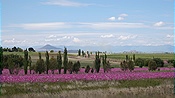 ID: 209: Cosmosblumen / Setsoto / 08.04.2023