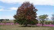 ID: 209: Cosmosblumen / Setsoto / 08.04.2023