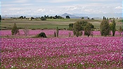 ID: 209: Cosmosblumen / Setsoto / 08.04.2023