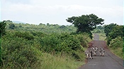 ID: 209: Hluhluwe-Infolozi Park / Hluhluwe / 10.04.2023