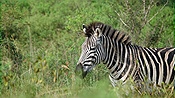 ID: 209: Hluhluwe-Infolozi Park / Hluhluwe / 10.04.2023