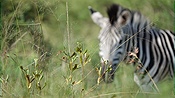 ID: 209: Hluhluwe-Infolozi Park / Hluhluwe / 10.04.2023