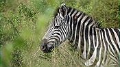 ID: 209: Hluhluwe-Infolozi Park / Hluhluwe / 10.04.2023