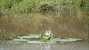 ID: 209: Hluhluwe-Infolozi Park / Hluhluwe / 10.04.2023
