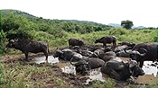 ID: 209: Hluhluwe-Infolozi Park / Hluhluwe / 10.04.2023