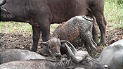 ID: 209: Hluhluwe-Infolozi Park / Hluhluwe / 10.04.2023