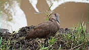 ID: 209: Hluhluwe-Infolozi Park / Hluhluwe / 10.04.2023