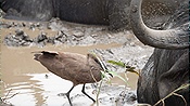 ID: 209: Hluhluwe-Infolozi Park / Hluhluwe / 10.04.2023