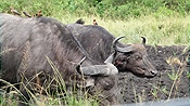 ID: 209: Hluhluwe-Infolozi Park / Hluhluwe / 10.04.2023