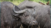 ID: 209: Hluhluwe-Infolozi Park / Hluhluwe / 10.04.2023