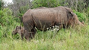 ID: 209: Hluhluwe-Infolozi Park / Hluhluwe / 10.04.2023