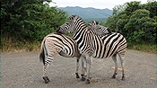 ID: 209: Hluhluwe-Infolozi Park / Hluhluwe / 10.04.2023