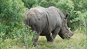 ID: 209: Hluhluwe-Infolozi Park / Hluhluwe / 10.04.2023